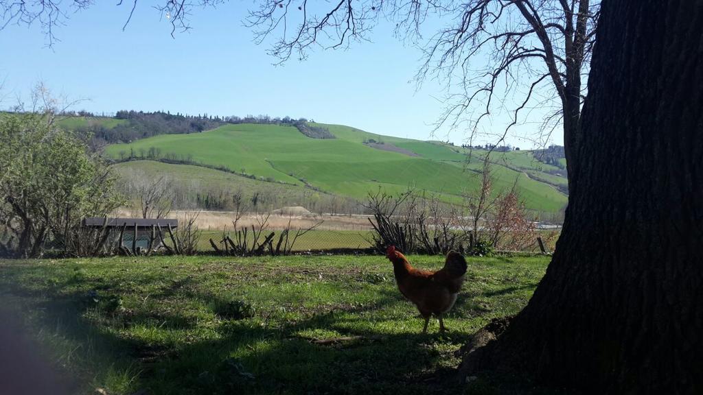 קסטל סן פייטרו טרמה Agriturismo Molino Nuovo מראה חיצוני תמונה